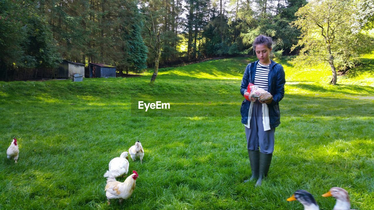Young woman feeding chickens on grassy field at farm