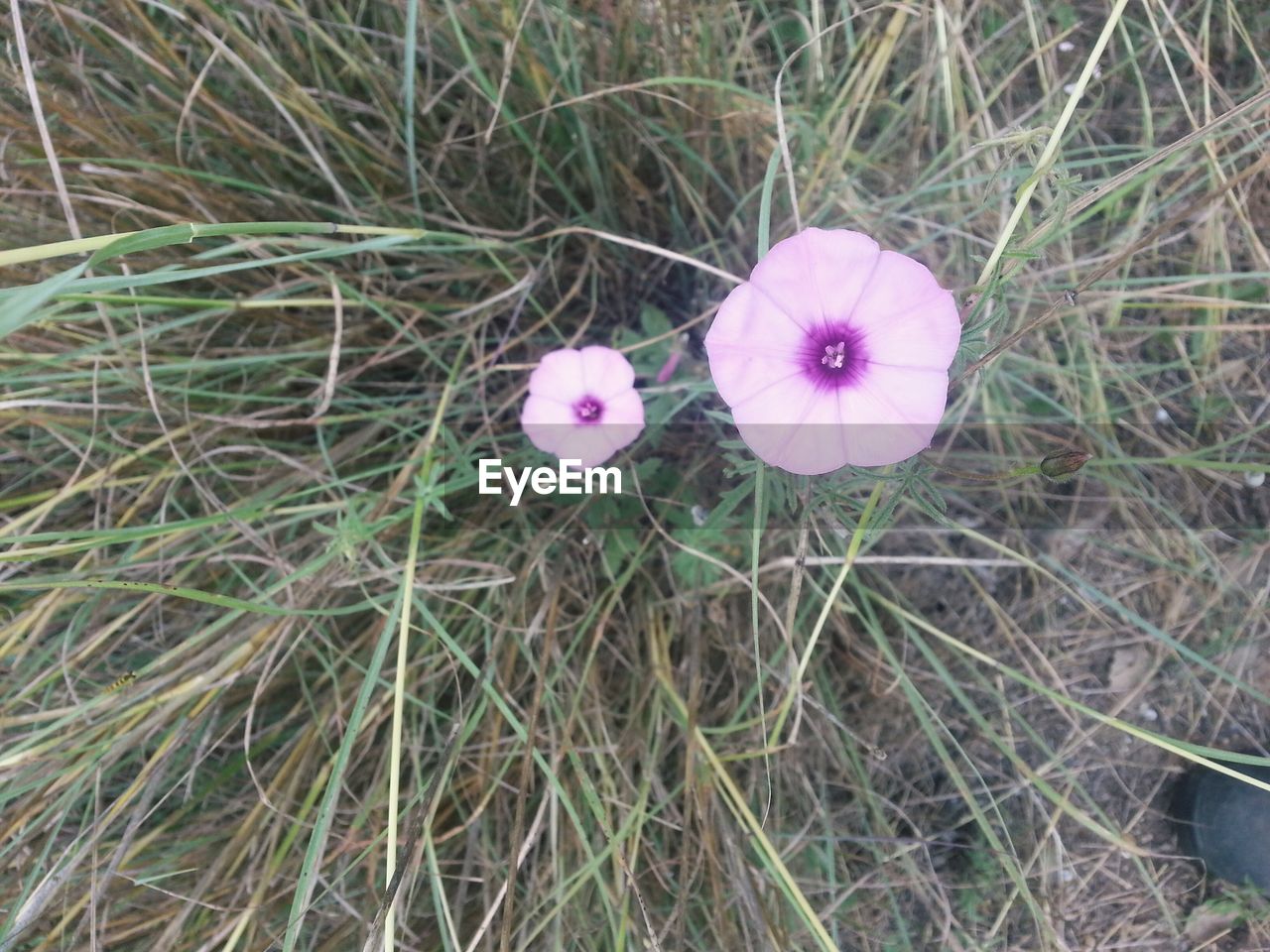 Close-up of purple flowers blooming in grass