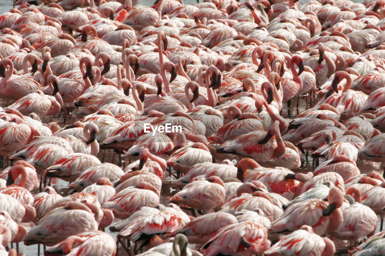 High angle view of flock of flamingo