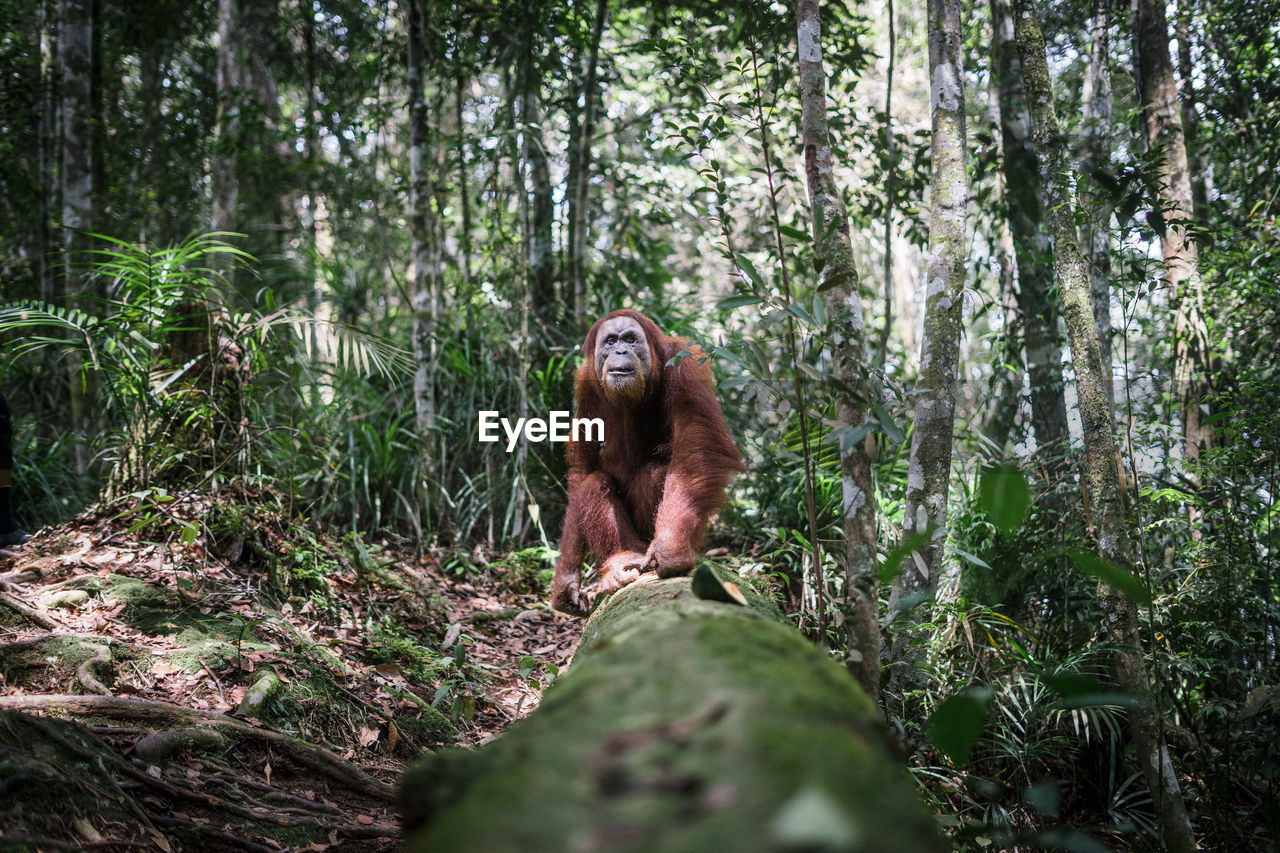 Monkey sitting in forest