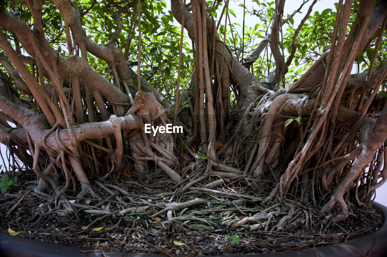 TREES GROWING ON WALL