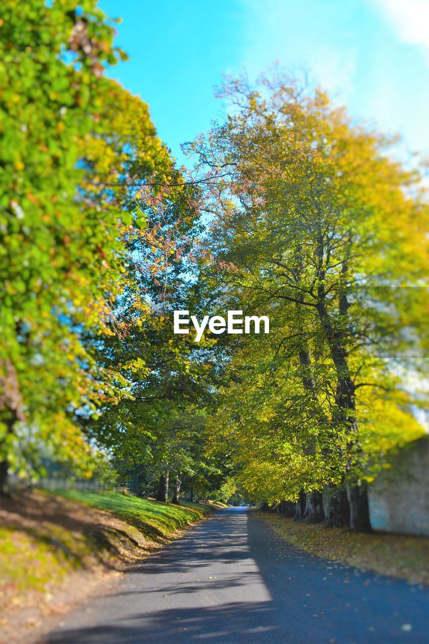 EMPTY ROAD ALONG TREES AND AGAINST CLEAR SKY