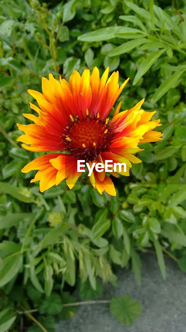 Close-up of yellow gaillardia flower