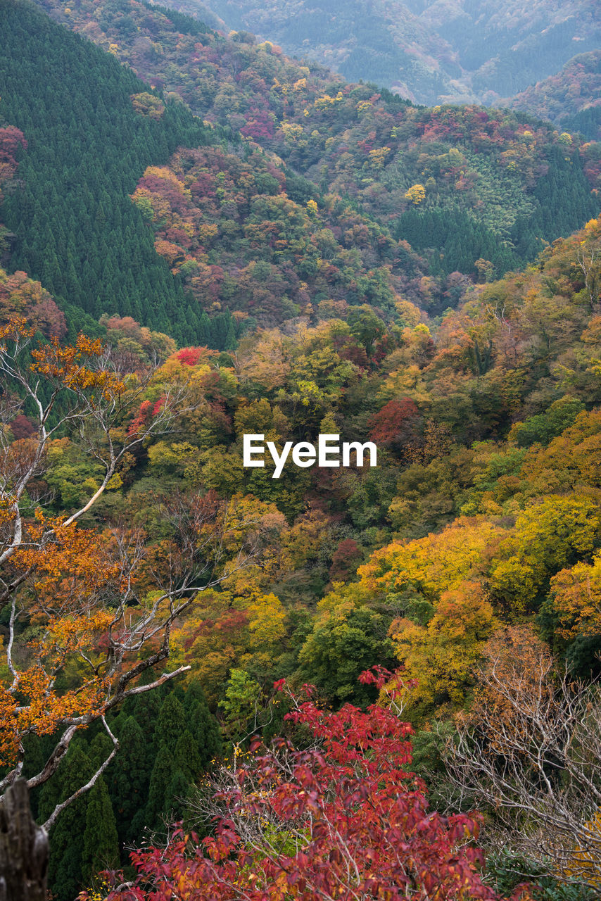 Scenic view of forest during autumn