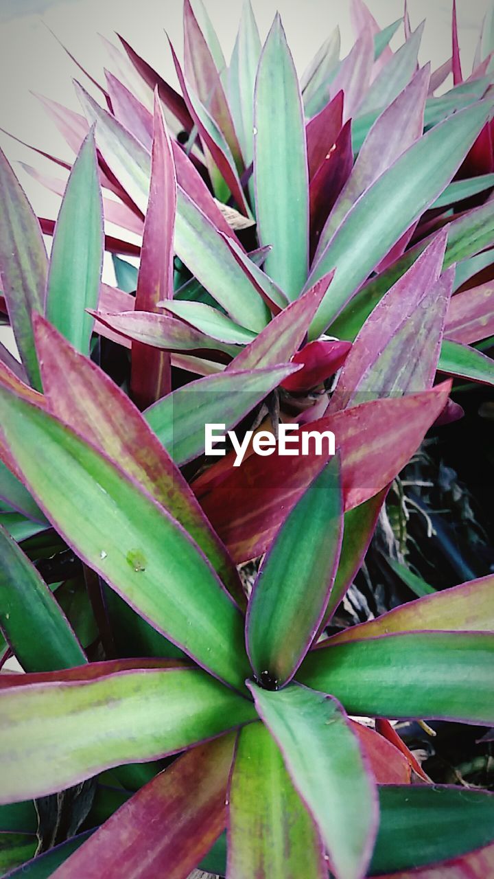 CLOSE-UP OF SUCCULENT PLANT IN SEA