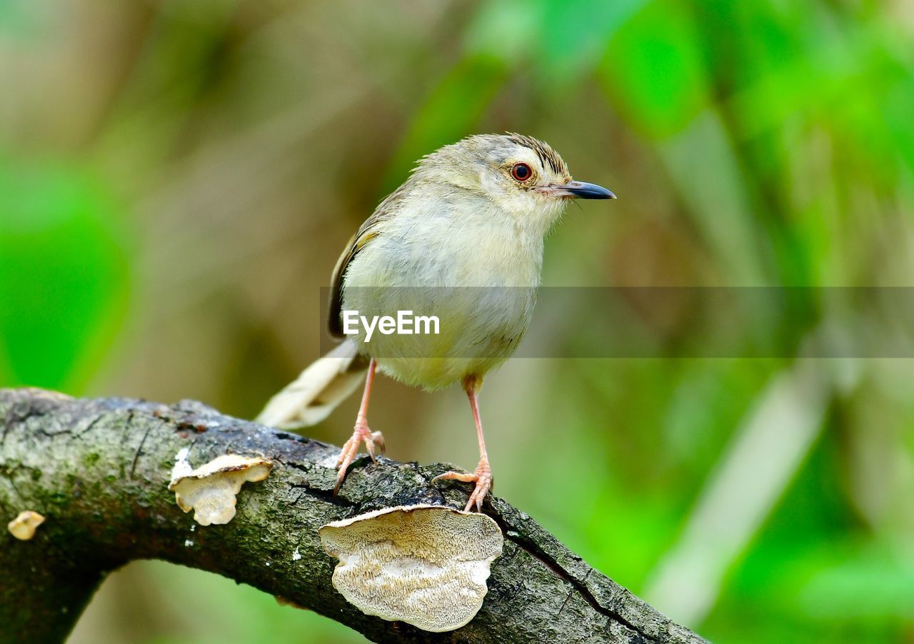 CLOSE-UP OF BIRD PERCHING ON A BRANCH