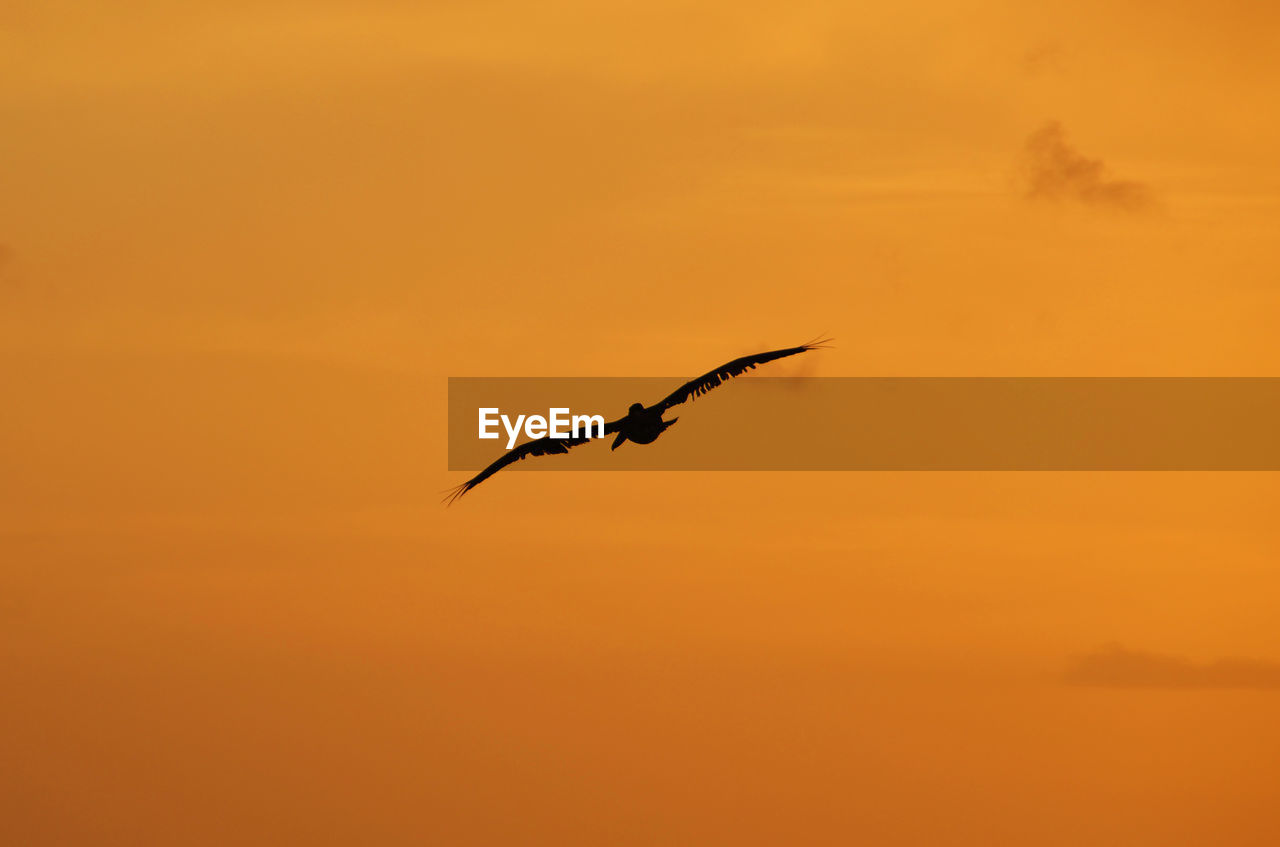 Bird in sky at sunset