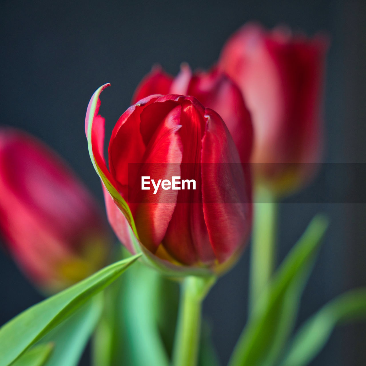 Close-up of red tulip