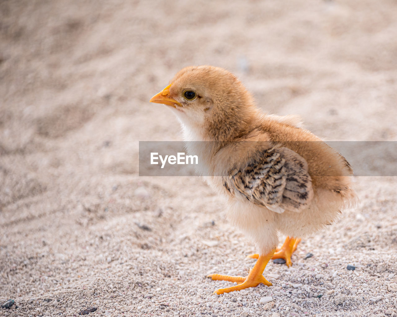 Close-up of chick on sand