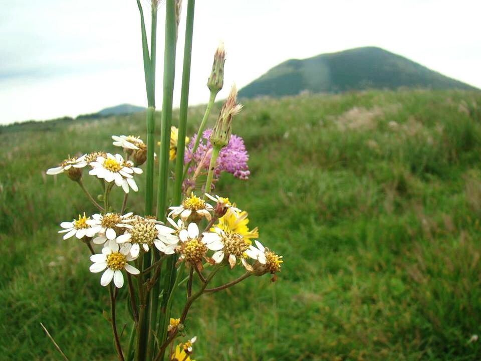 CLOSE-UP OF WHITE FLOWERS BLOOMING IN FIELD