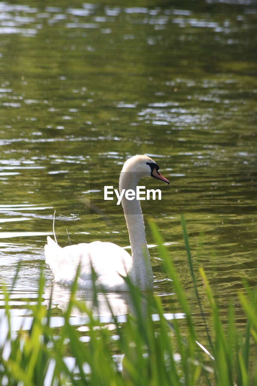 SWANS SWIMMING ON LAKE