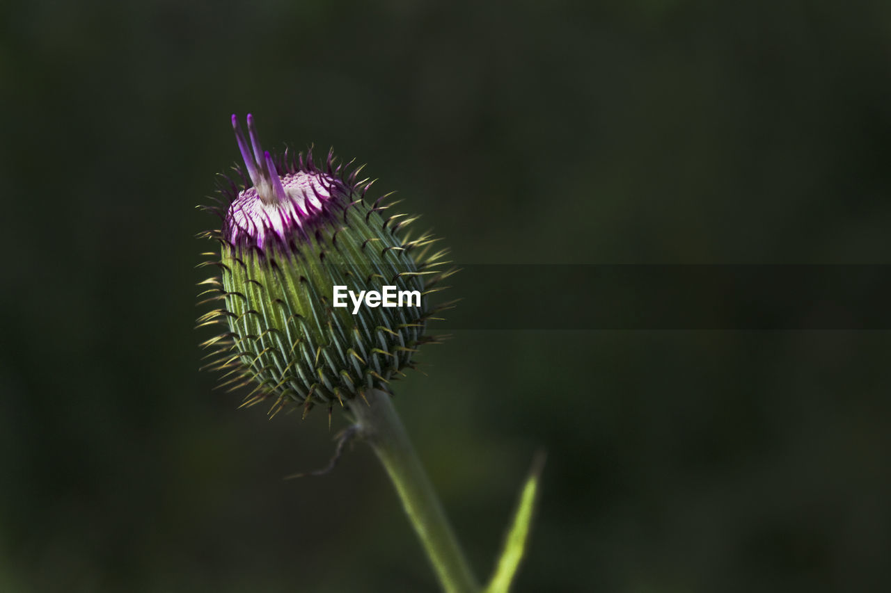 Close-up of thistle bud growing outdoors