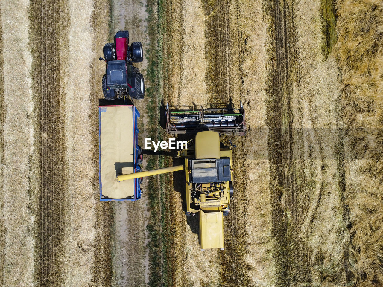 Harvesting scene in the italian countryside