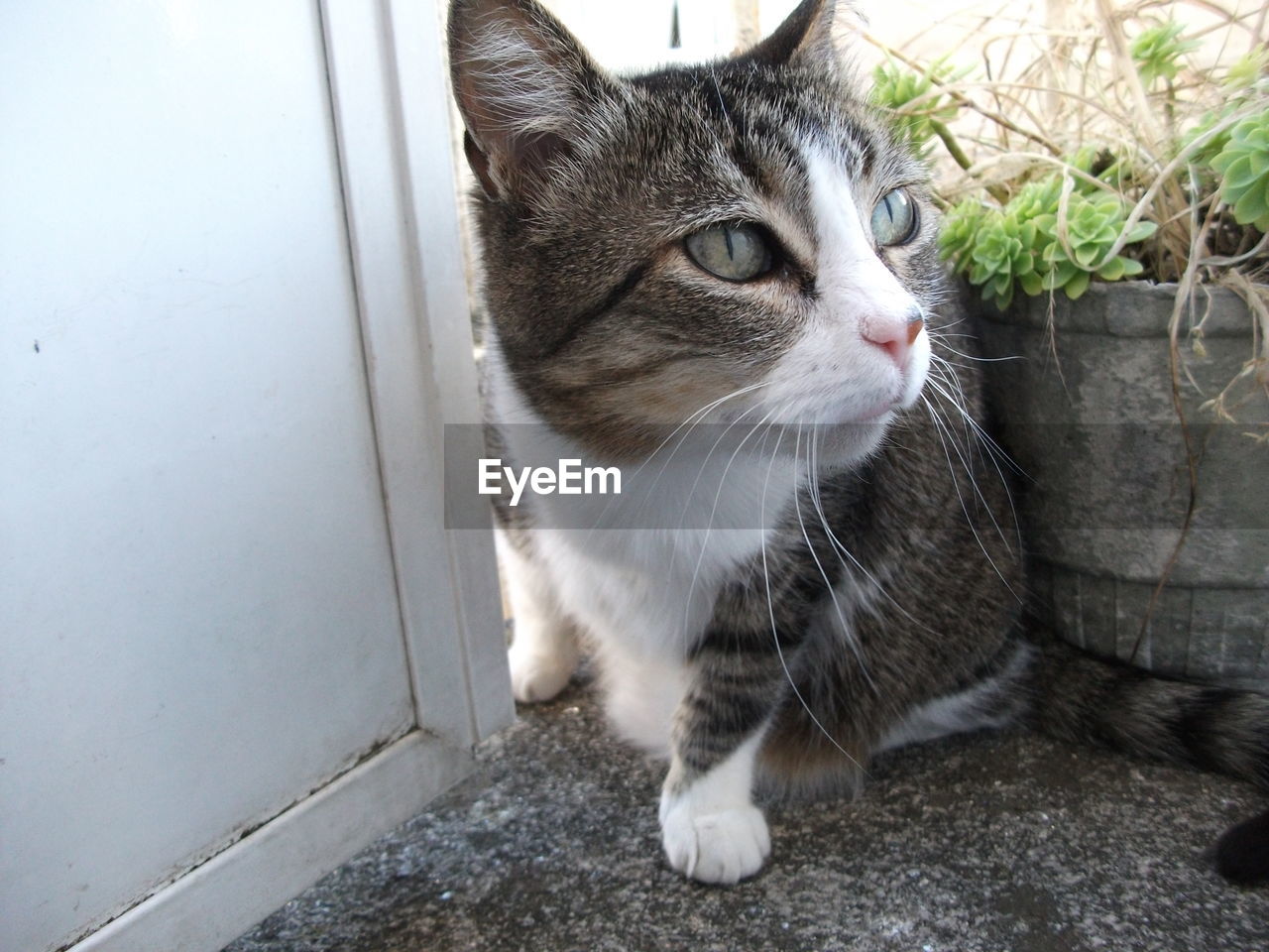 CLOSE-UP OF CAT LOOKING AWAY OUTDOORS