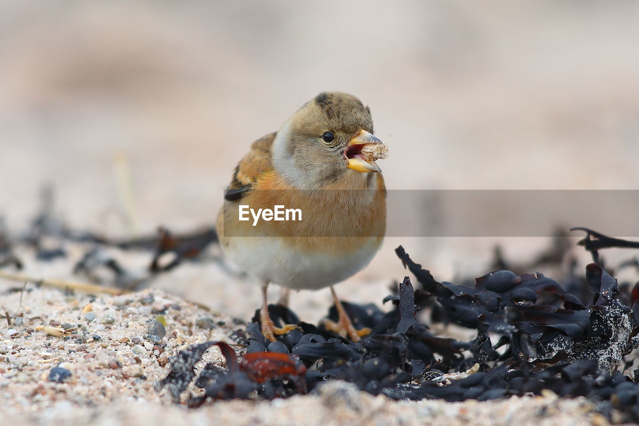 CLOSE-UP OF BIRD ON FIELD