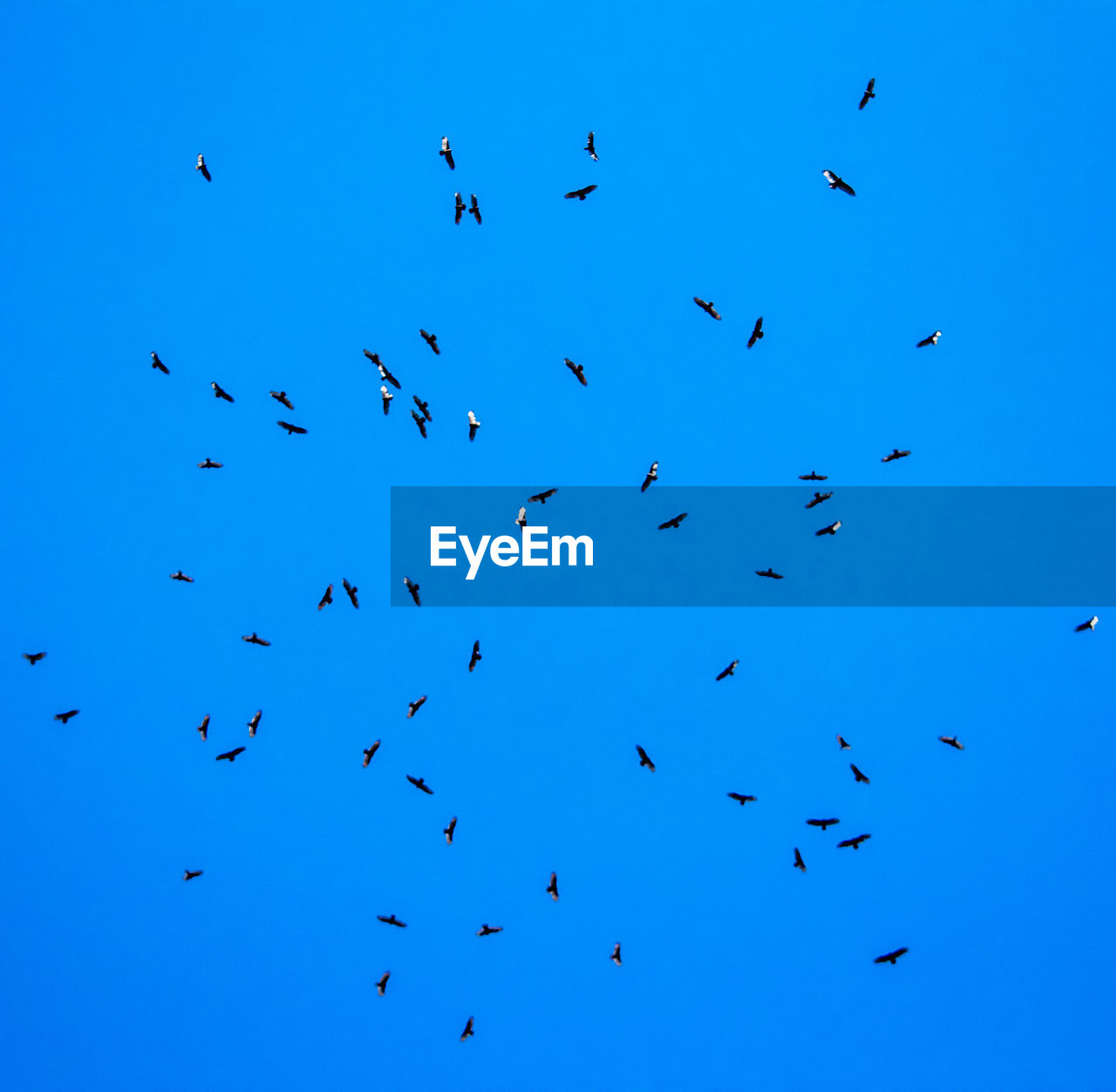 LOW ANGLE VIEW OF BIRDS FLYING IN SKY