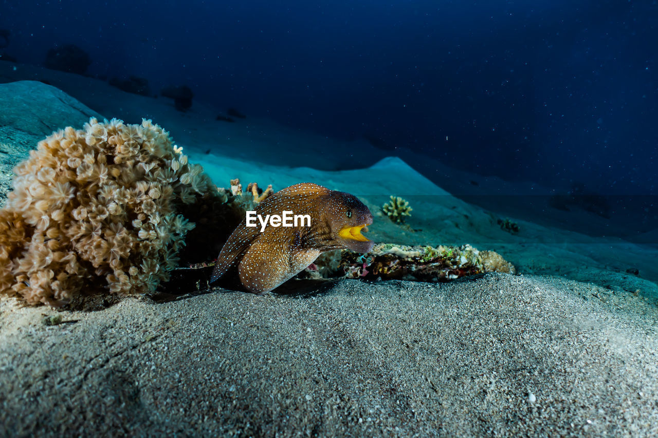 Moray eel mooray lycodontis undulatus in the red sea, eilat israel a.e