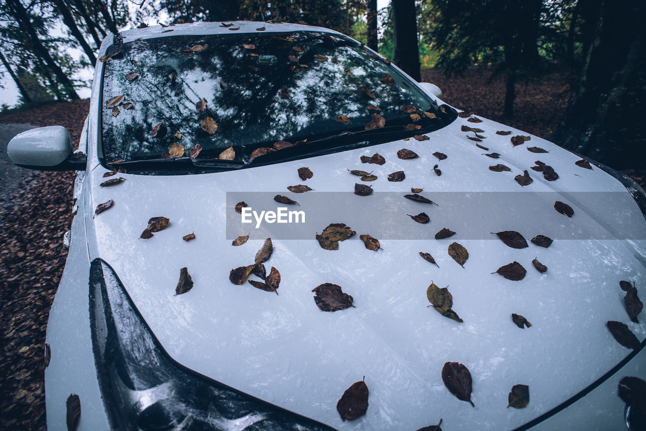 HIGH ANGLE VIEW OF FRESH VEGETABLES IN CAR