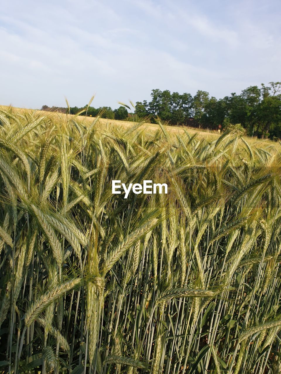 High angle view of stalks in field against sky