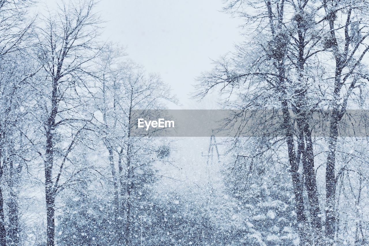 Bare trees on snow covered land