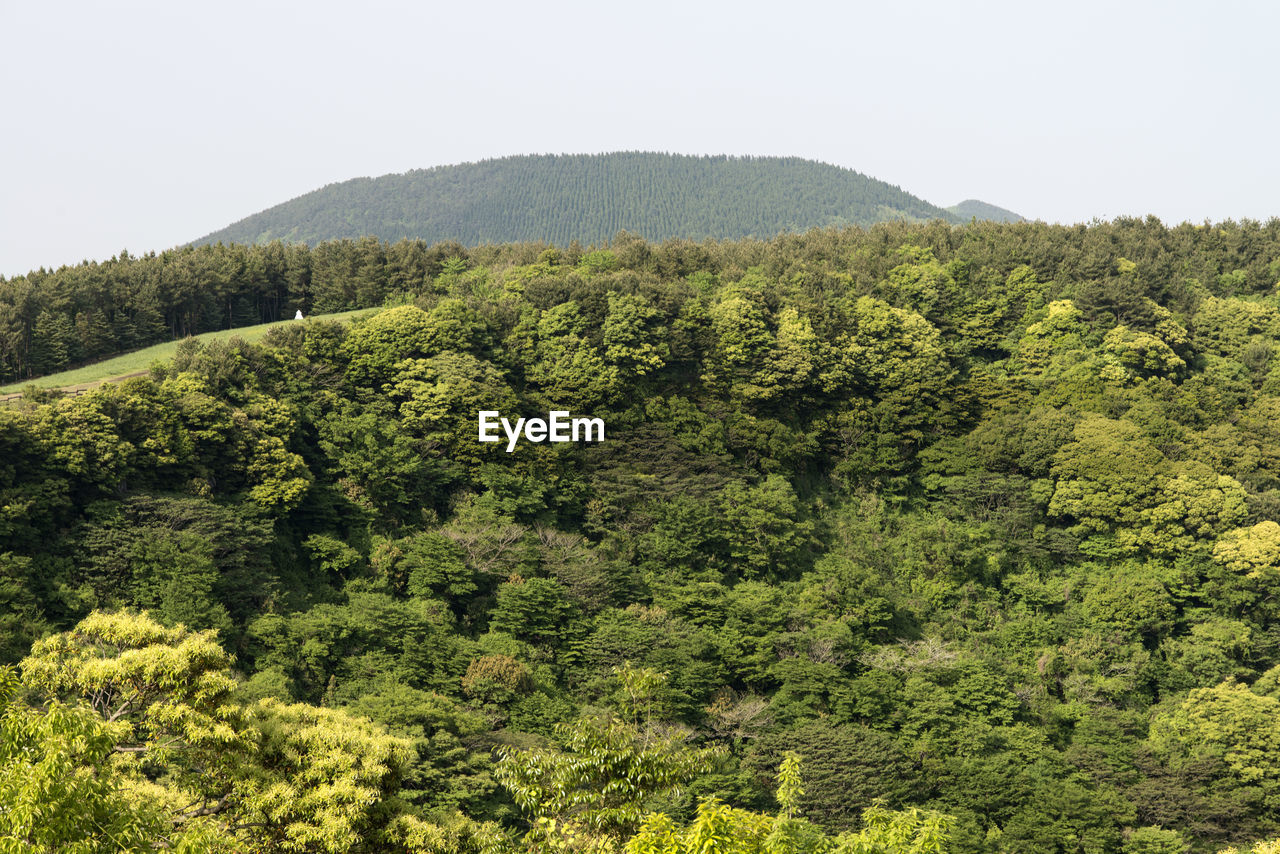 SCENIC VIEW OF FOREST