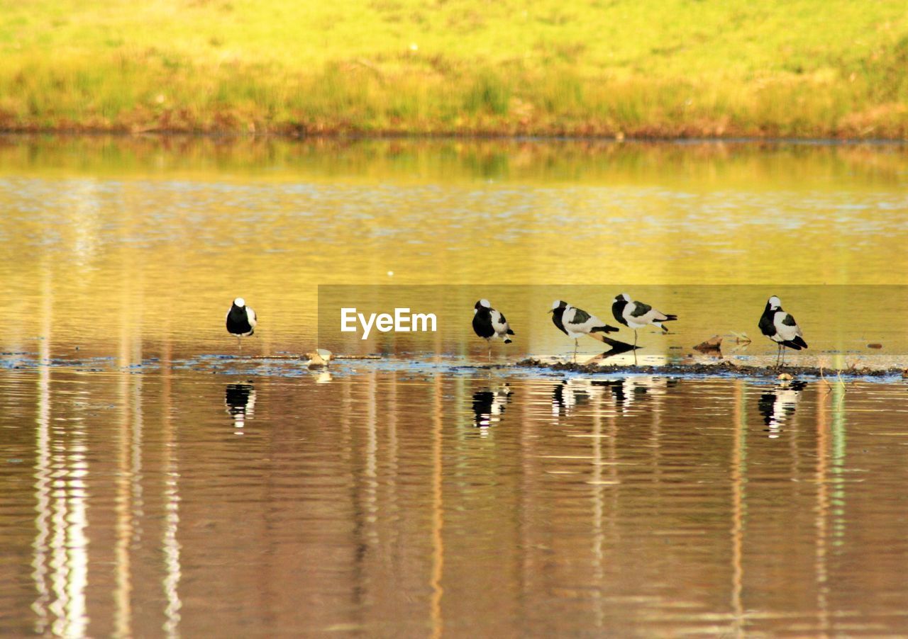 Birds in lake