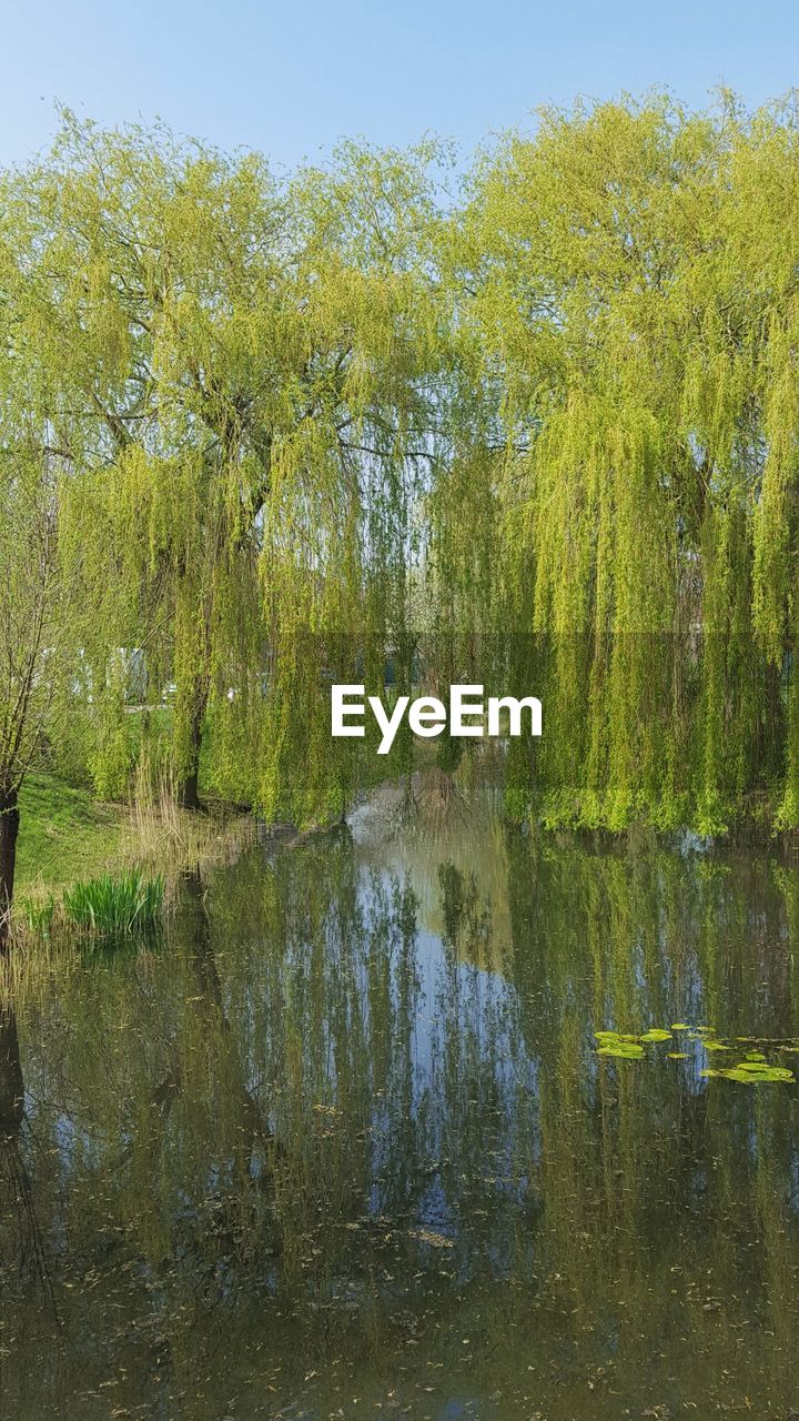REFLECTION OF TREES IN WATER AGAINST SKY