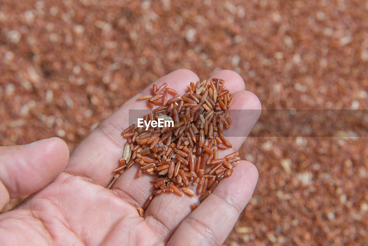 Close-up of hand holding raw rice