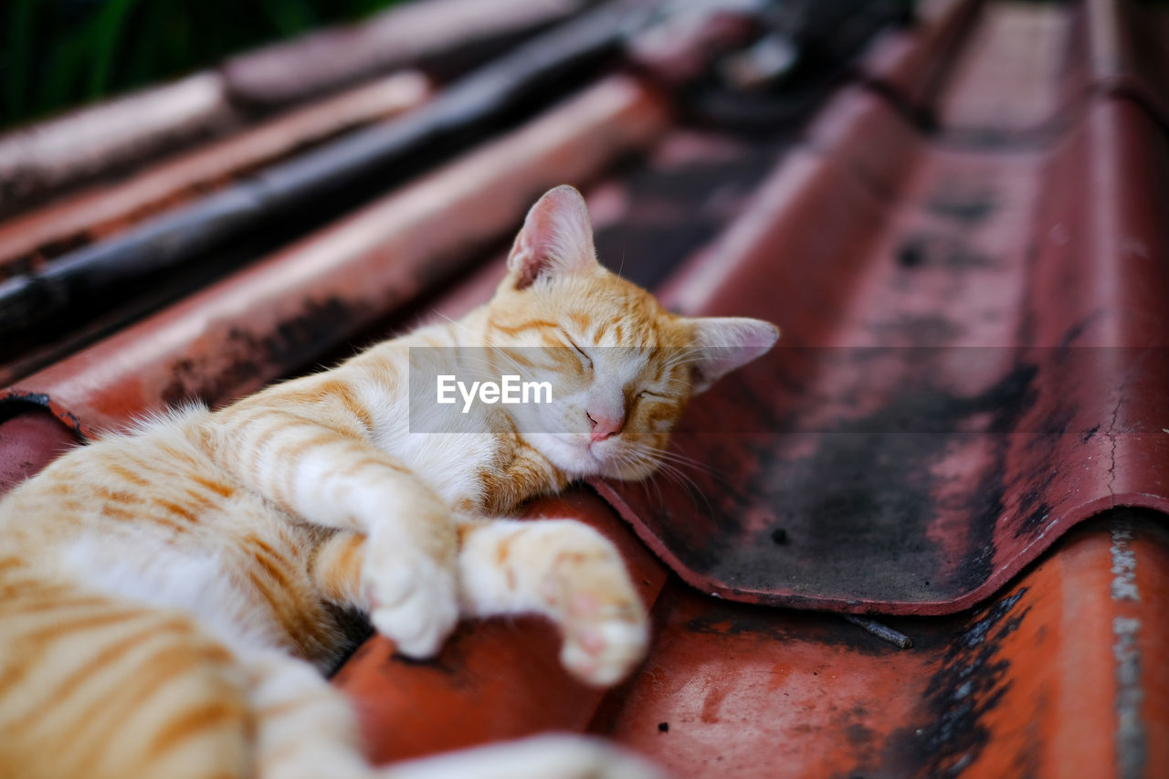 Close-up of cat sleeping