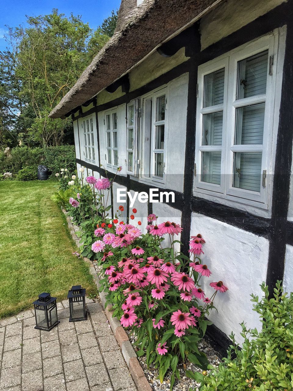 Eastern purple coneflowers growing by house