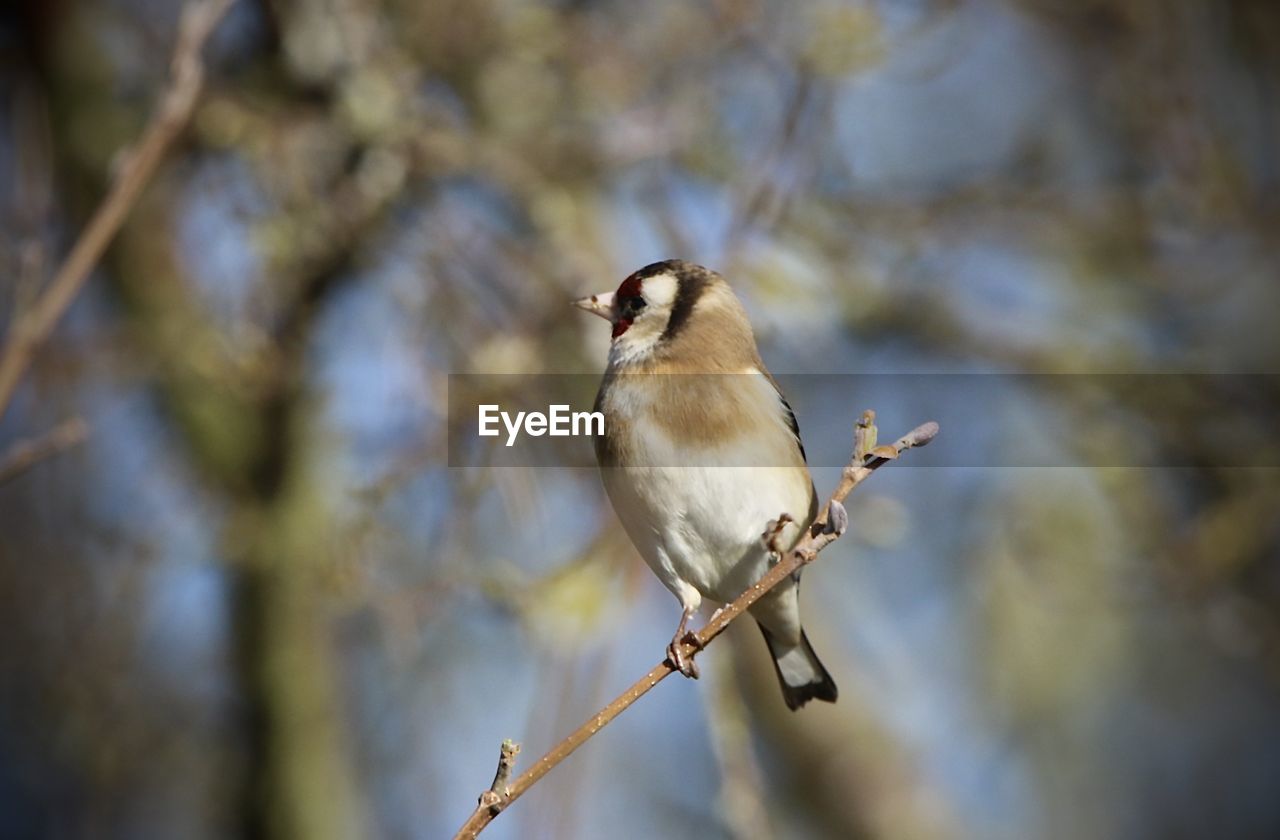 Close-up of a goldfinch perching on branch