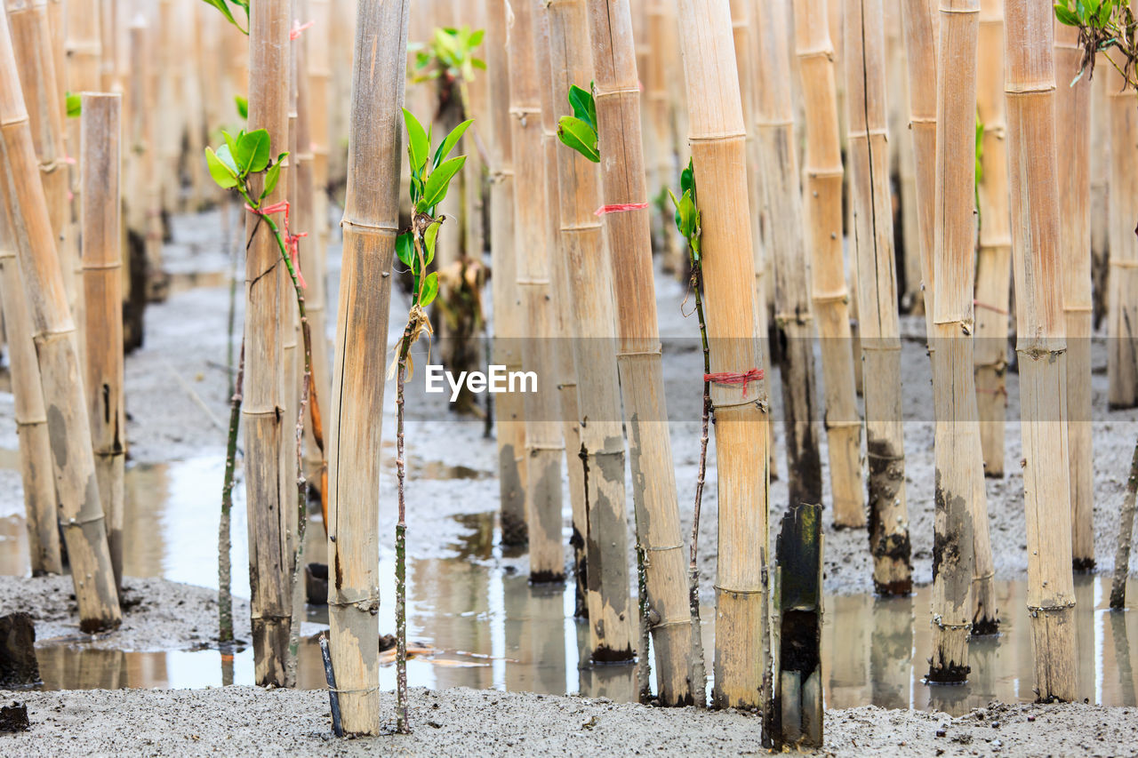 CLOSE-UP OF WOODEN POST ON FIELD