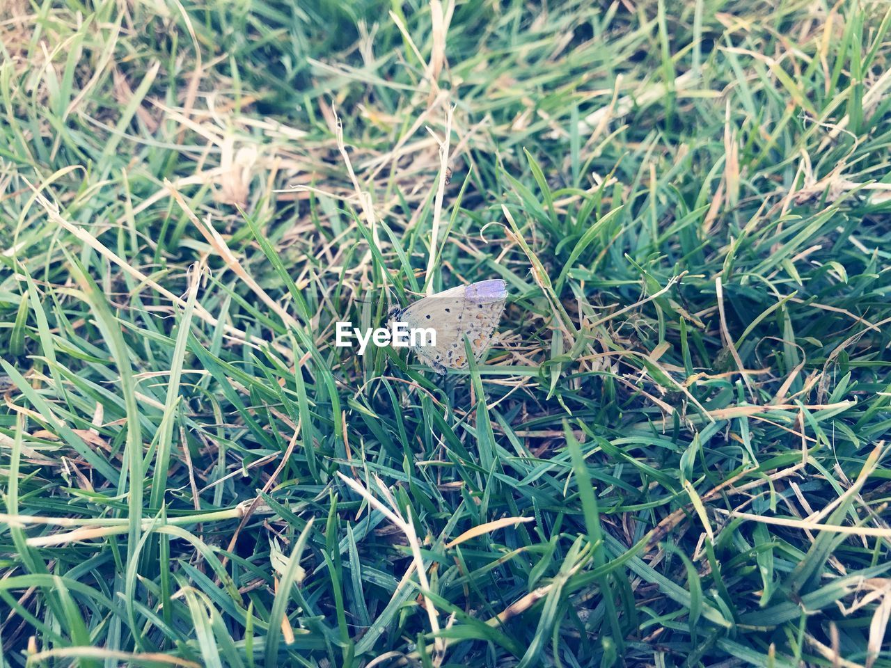 HIGH ANGLE VIEW OF BUTTERFLY ON GRASS FIELD