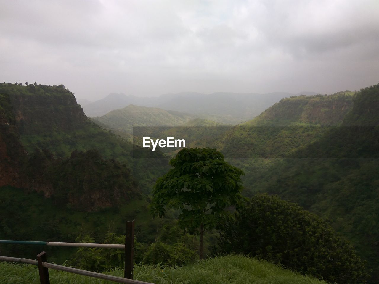 VIEW OF TREES ON MOUNTAIN LANDSCAPE