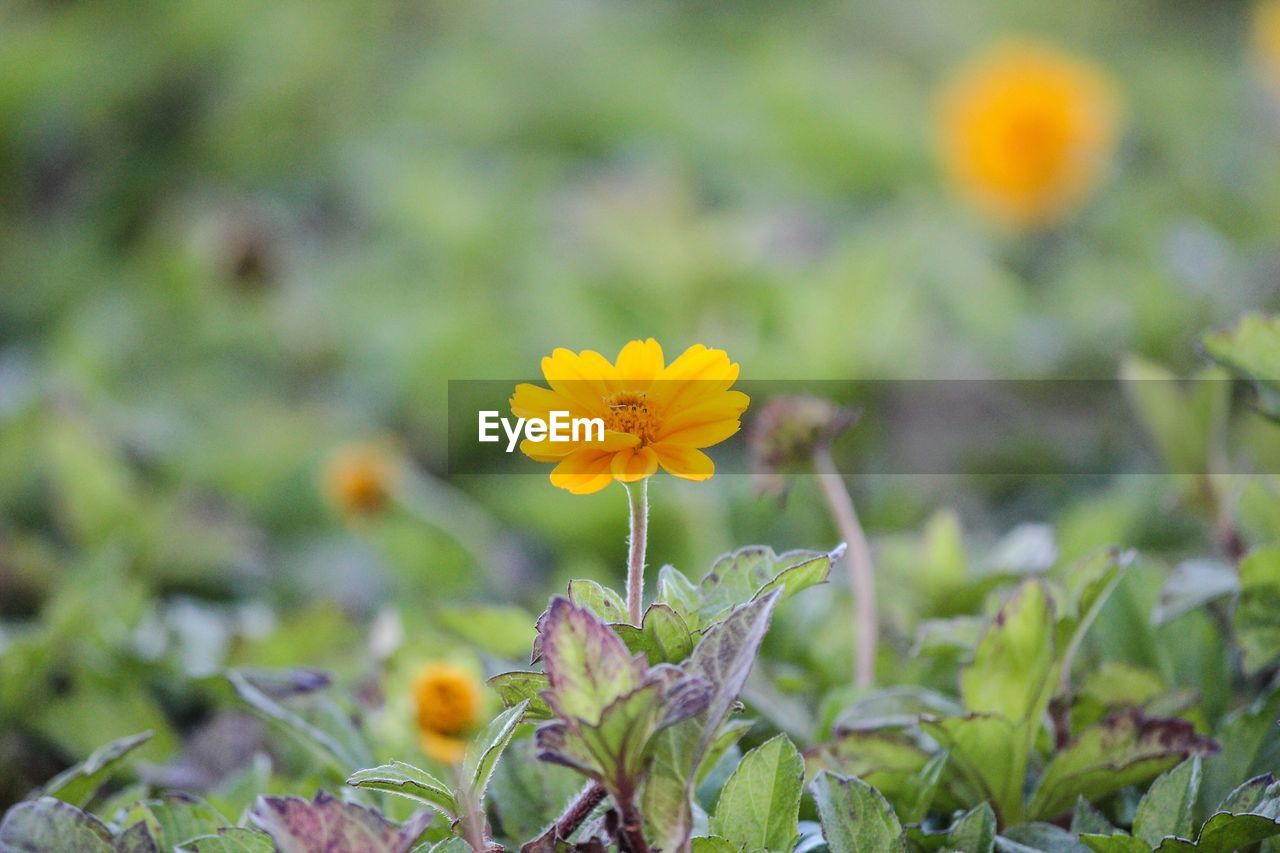 Close-up of yellow flowers blooming outdoors