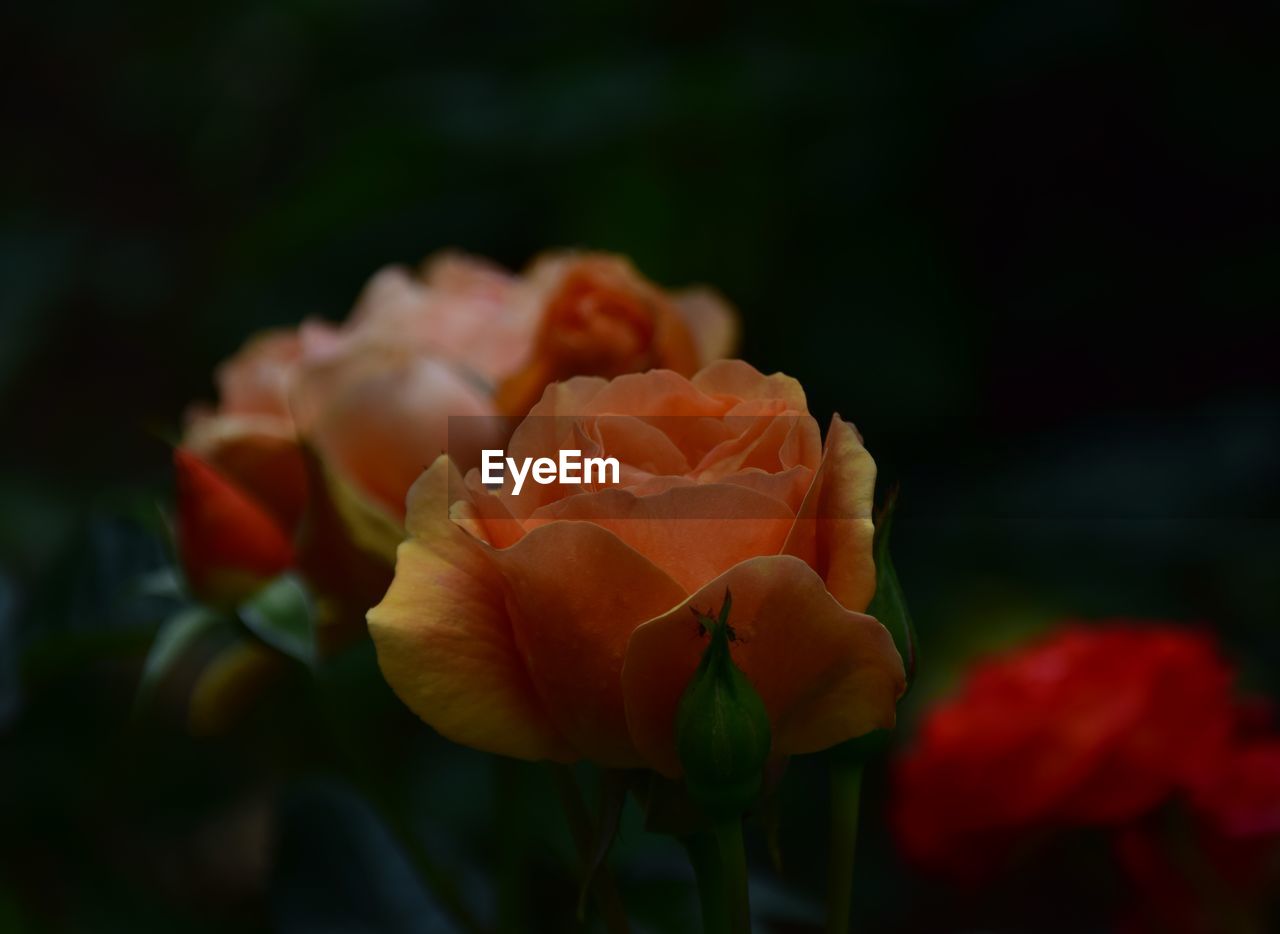 Close-up of rose plant