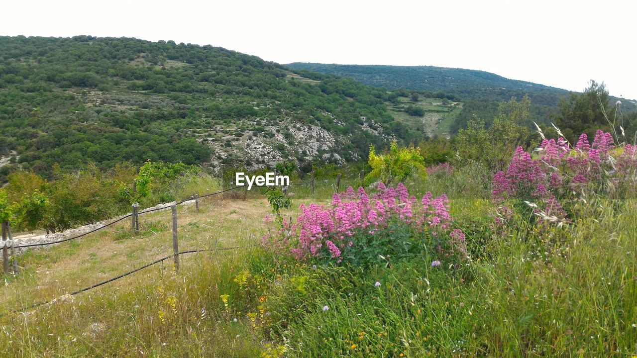 PURPLE FLOWERING PLANTS ON FIELD