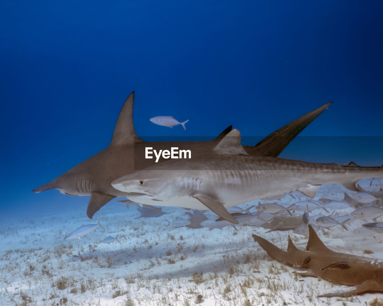 A great hammerhead - sphyrna mokarran - and tiger shark - galeocerdo cuvier - in bimini, bahamas