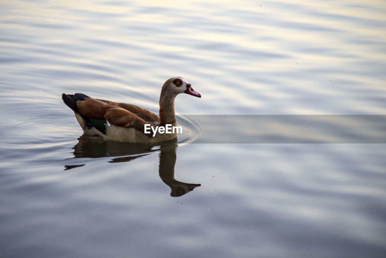 High angle view of duck swimming in lake