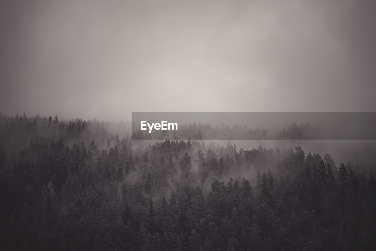 Panoramic view of forest against sky