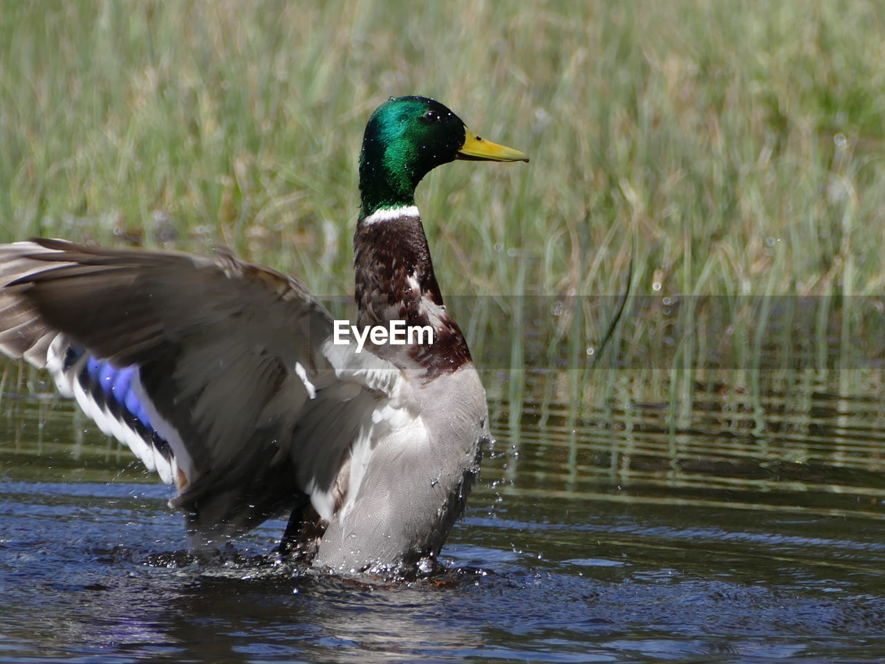 MALLARD DUCK IN LAKE