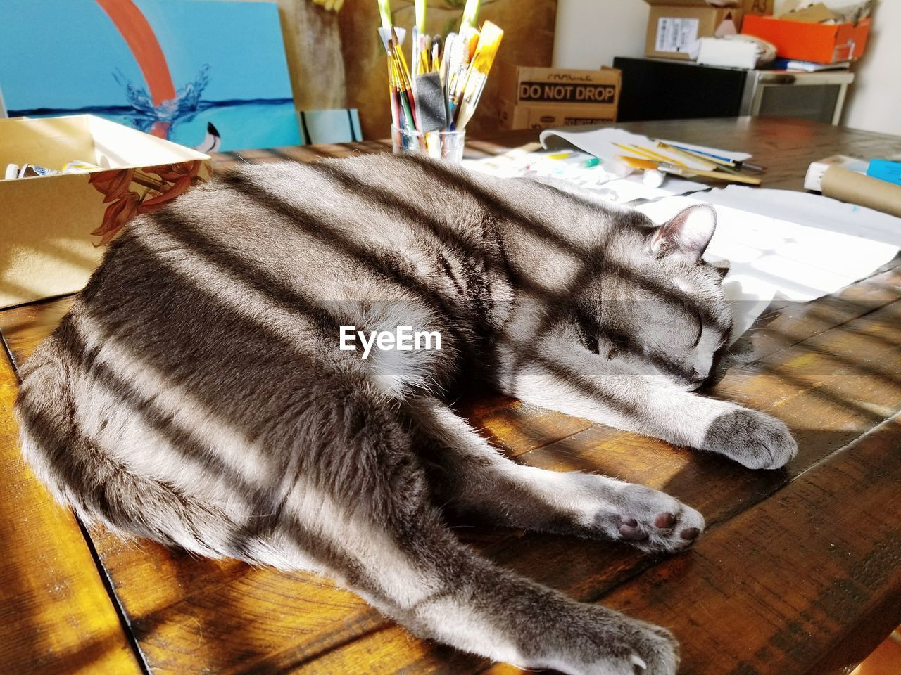 HIGH ANGLE VIEW OF A CAT LYING ON WOODEN TABLE