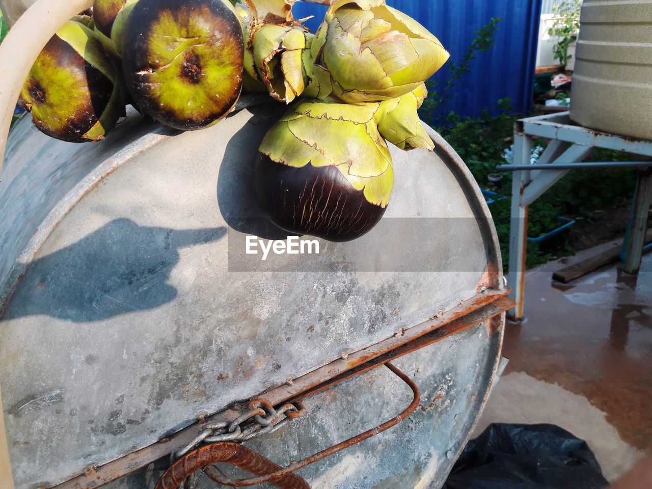 High angle view of fruits on plant