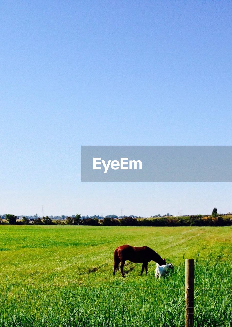 Horse and goat grazing on grassy field against clear sky