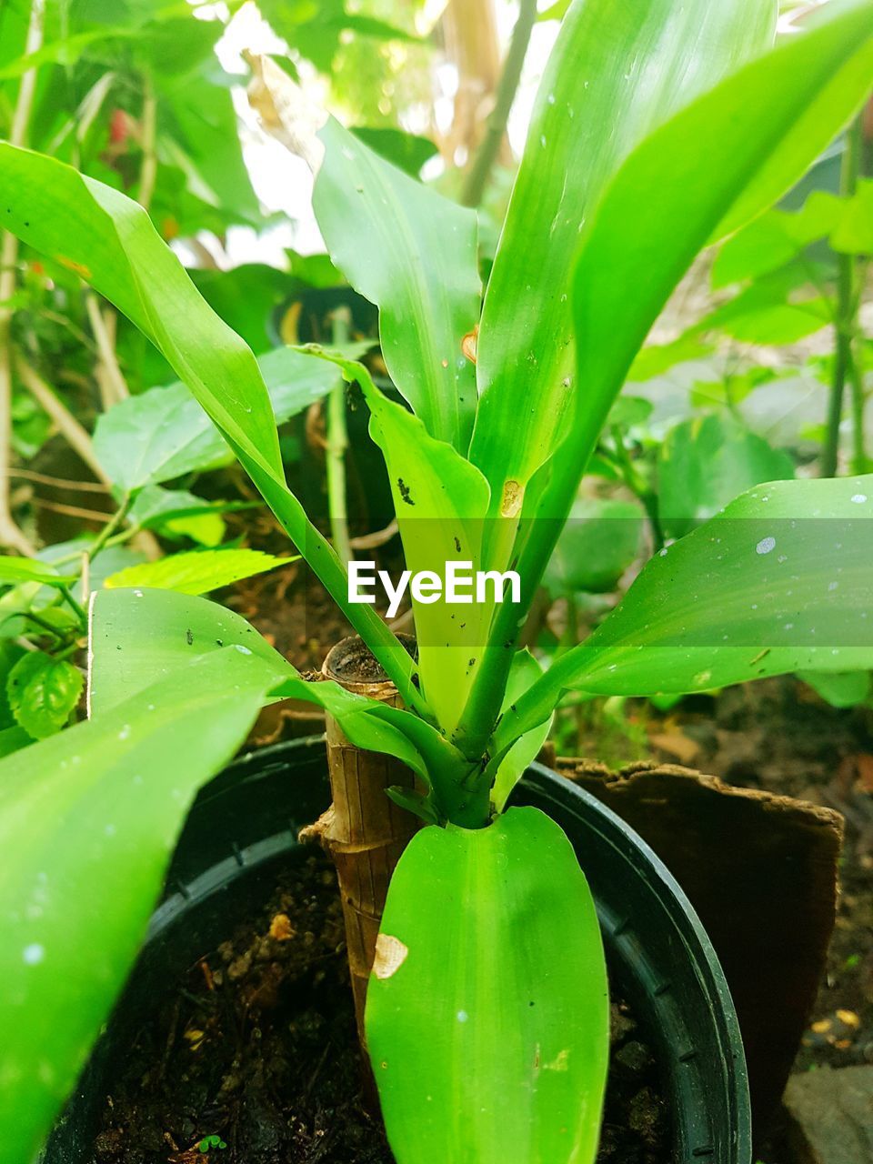 CLOSE-UP OF PLANT IN WATER