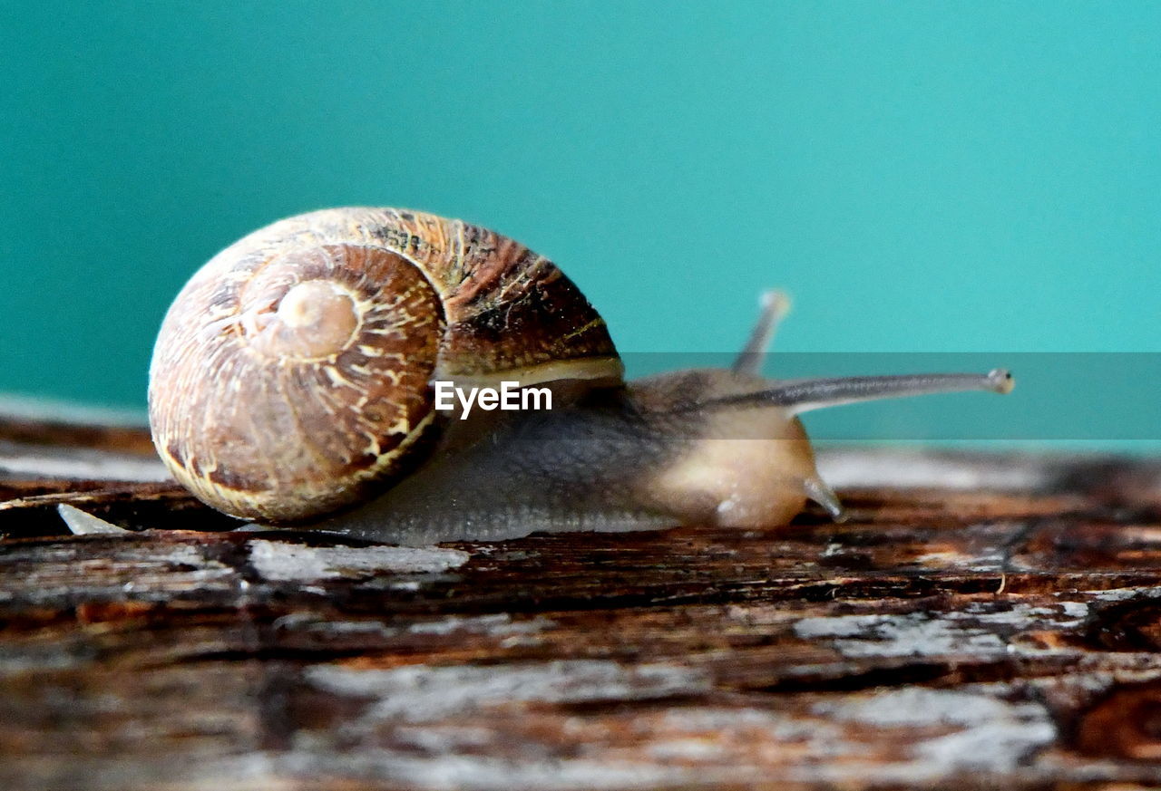 Snail close up photos taken after the rain in the garden