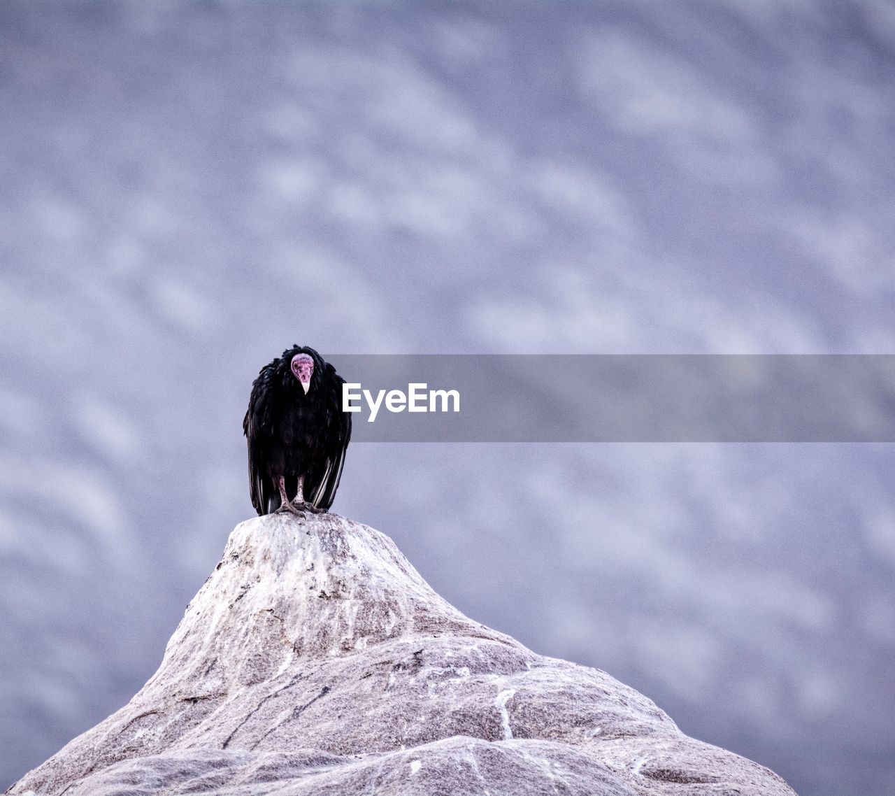 CLOSE-UP OF BIRD PERCHING ON SNOW COVERED