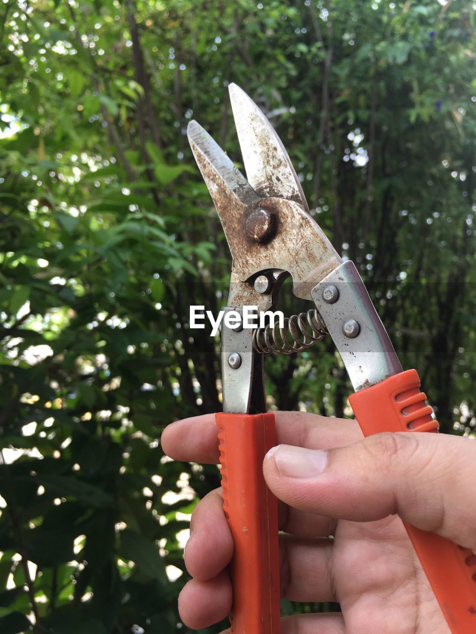 Cropped hand holding pliers against trees