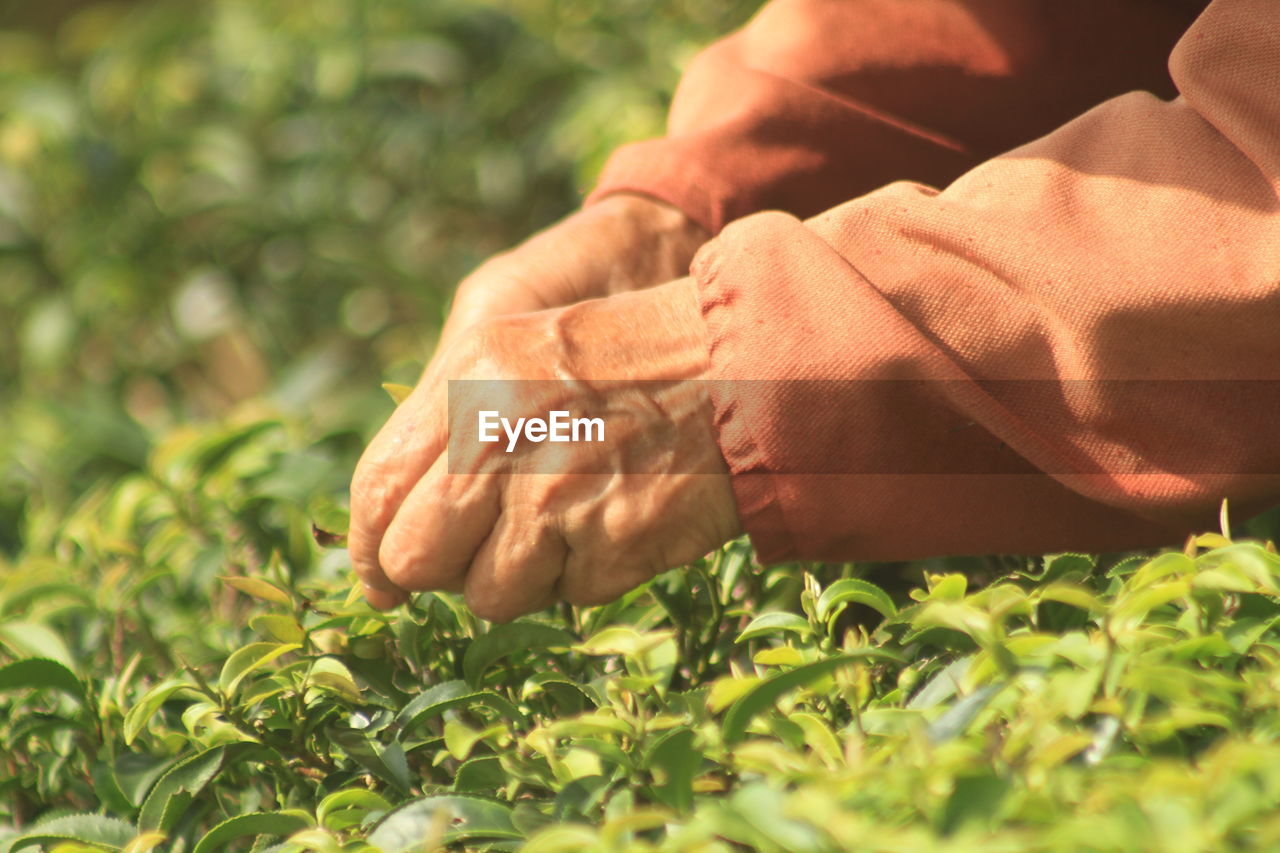 hand, grass, adult, plant, lawn, nature, one person, men, flower, green, close-up, growth, lifestyles, day, soil, outdoors, food, sunlight, selective focus, food and drink, senior adult, land, wellbeing, healthcare and medicine, person, agriculture