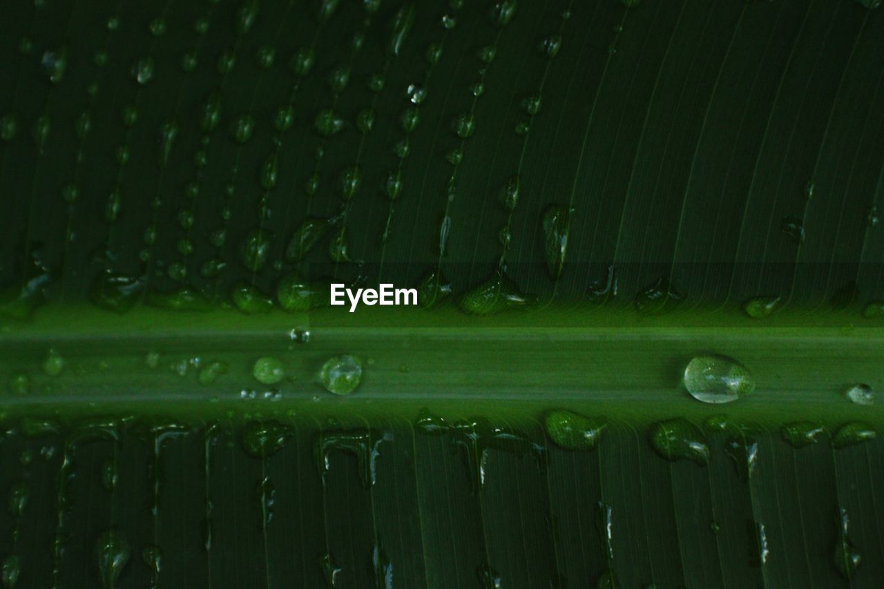 CLOSE-UP OF WATER DROPS ON GREEN LEAF
